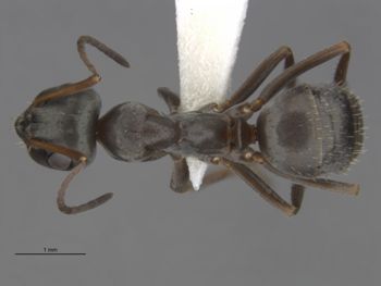 Media type: image;   Entomology 557641 Aspect: dorsal